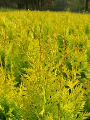 Thuja-Golden Spire_Close up flower