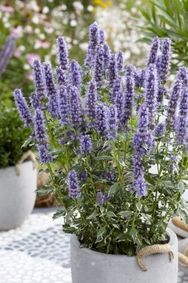 Agastache-Crazy Fortune_Patio