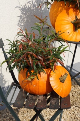 Leucothoe-Halloween_Patio