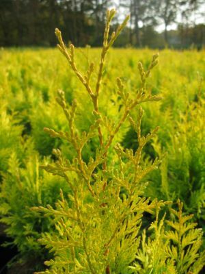 Thuja-Golden Spire_Foliage