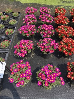 Delosperma Next Level Magenta