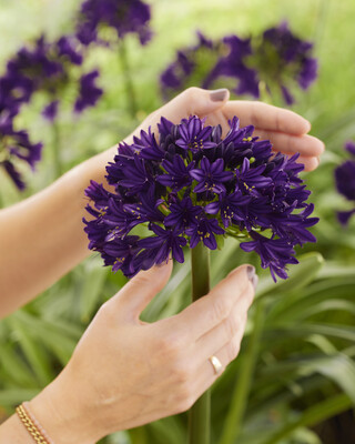 Agapanthus BlackJack