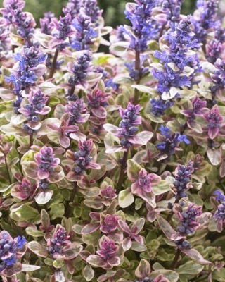 Ajuga-Princess Nadia_Flower