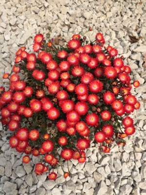 Delosperma-Jewel of Desert Grenade_Garden