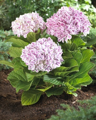 Hydrangea-Peppermint_Garden