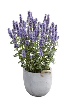 Agastache-Crazy Fortune_Pot