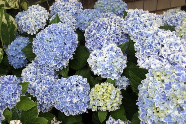 Hydrangea-Peppermint_Flower