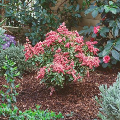 Pieris-Passion Frost_Garden