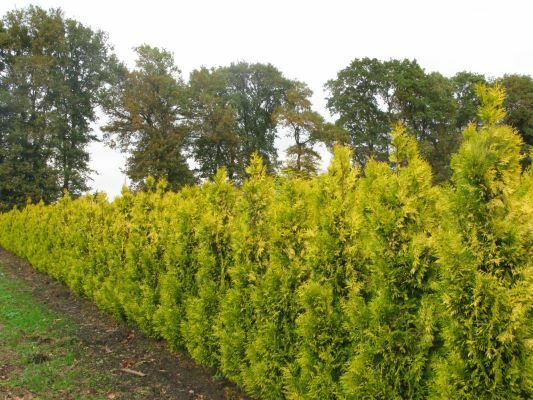 Thuja-Golden Spire_Garden