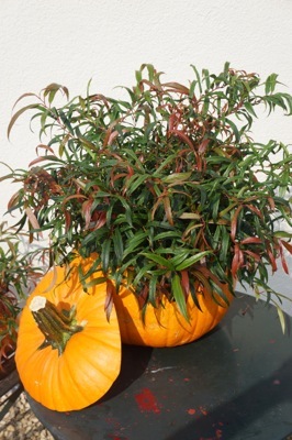 Leucothoe-Halloween_Patio