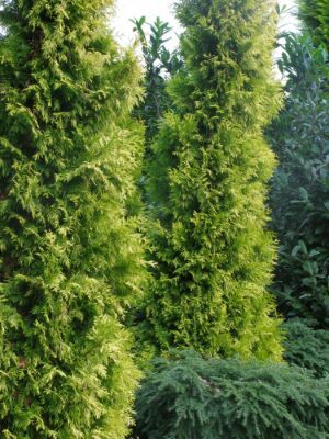 Thuja-Golden Spire_General