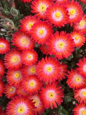 Delosperma-Jewel of Desert Grenade_Close up flower