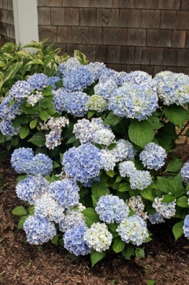 Hydrangea-Peppermint_Garden