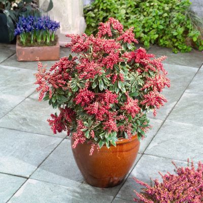 Pieris-Passion Frost_Patio