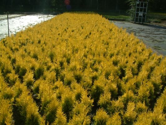 Thuja-Golden Spire_Nursery