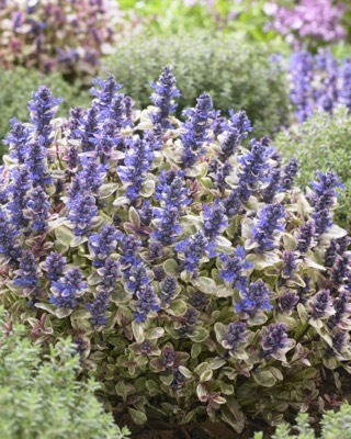 Ajuga-Princess Nadia_Garden