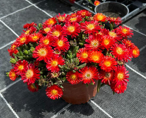 Delosperma Next Level Red