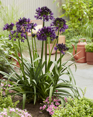 Agapanthus BlackJack