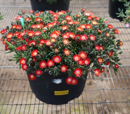 Delosperma-Jewel of Desert Grenade_Pot