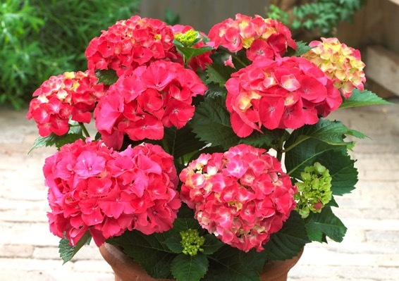 Hydrangea-Red Sensation_Flower