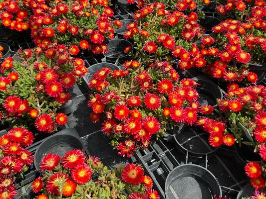 Delosperma Next Level Red