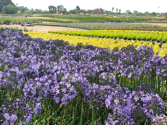 Agapanthus Poppin' Star