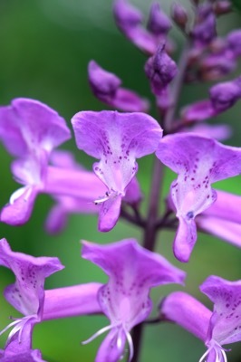 Plectranthus-Magic Mona Purple_Close up flower