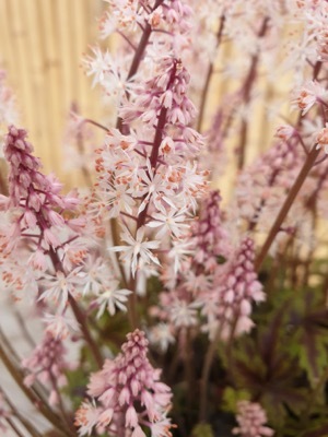 Tiarella-Angel Wings_Close up flower