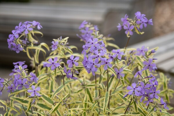 Phlox Blue Ribbons