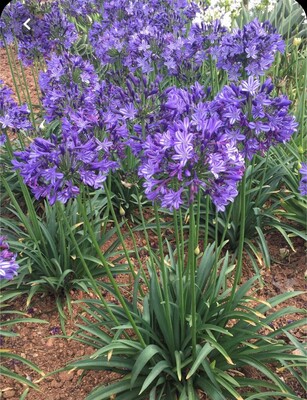 Agapanthus Poppin' Star