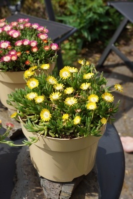 Delosperma-Peridot_Patio