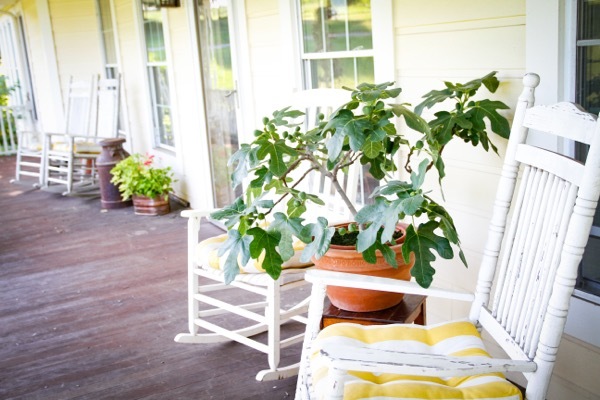 Ficus-Fignomenal_Patio