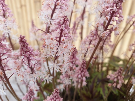 Tiarella-Angel Wings_Close up flower