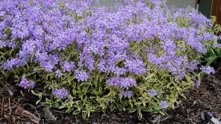 Phlox Blue Ribbons