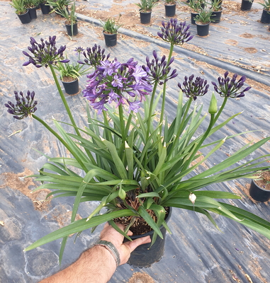 Agapanthus Poppin' Star