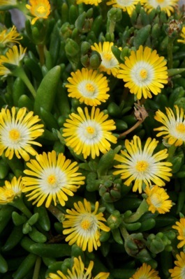 Delosperma-Peridot_Flower