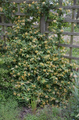 Lonicera-Candy Swirl Inov41_Garden