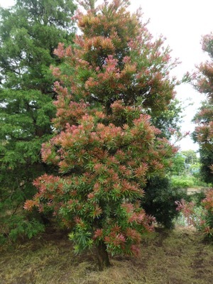 Podocarpus-Mood Ring_Garden