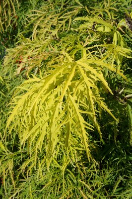 Sambucus Sunrise Surprise