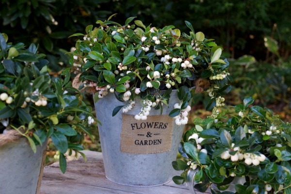 Gaultheria-Peppermint Pearl_Patio