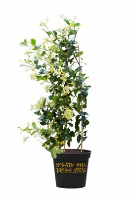 Trachelospermum-Star of Tuscany_Pot