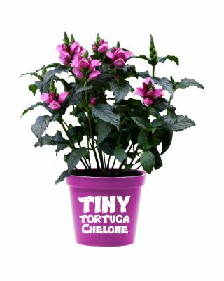 Chelone-Tiny Tortuga_Pot