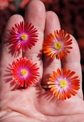 Delosperma-Sunstone_Flower