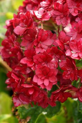 Hydrangea-Together_Foliage