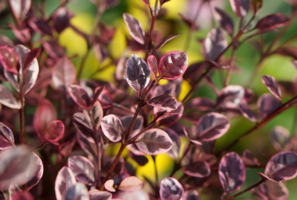 Lophomyrthus-Magic Dragon_Foliage