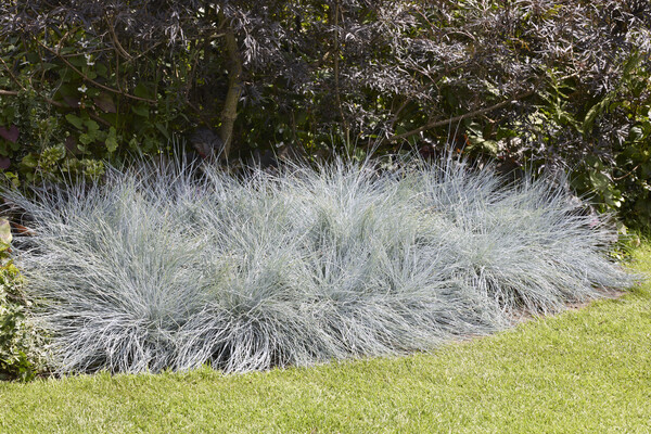 Festuca Beyond Blue