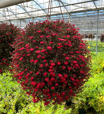 Delosperma Desert Dancers Red