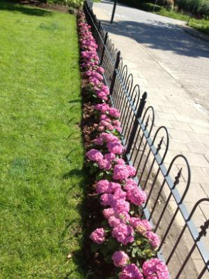 Hydrangea-Together_Garden