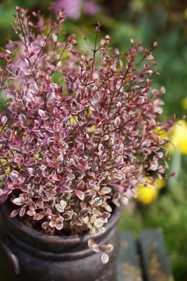 Lophomyrthus-Magic Dragon_Patio