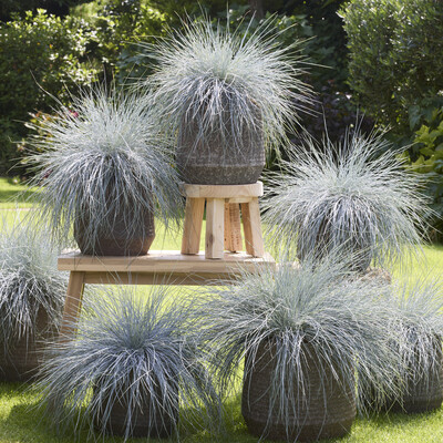 Festuca Beyond Blue